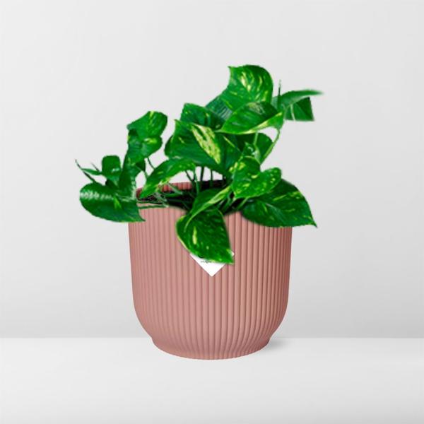 Epipremnum Pinnatum ‘Aureum’ in ELHO Vibes Fold 14cm roze  BotanicBridge