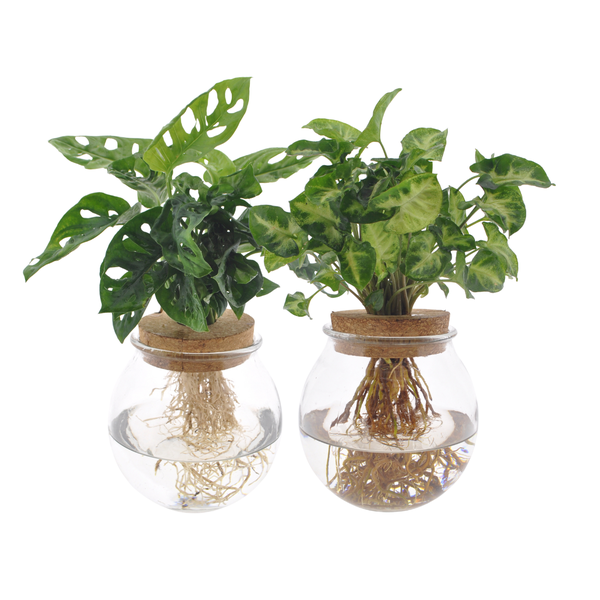 Bolglas Duo Monstera Adansonii/Syngonium Green  - 2 stuks - Ø12cm - ↕12-30cm  BotanicBridge