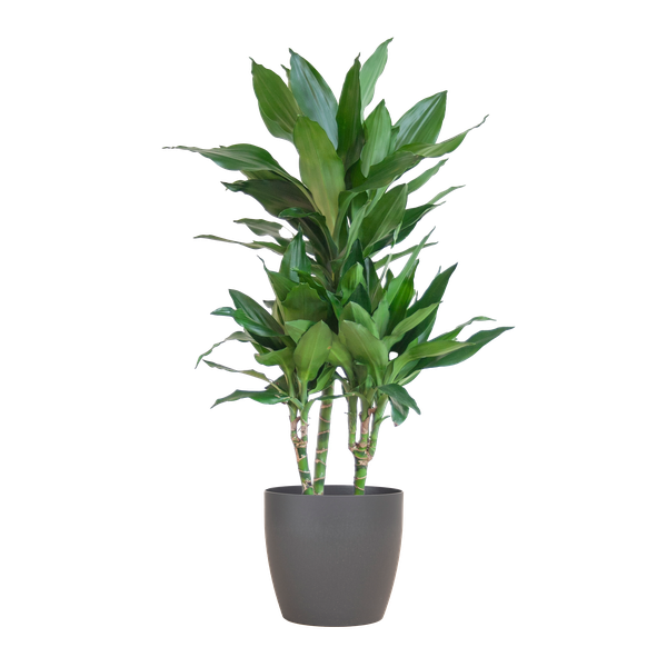 Dracaena  Janet Lindt met Viber grijs - 95cm - Ø21  BotanicBridge