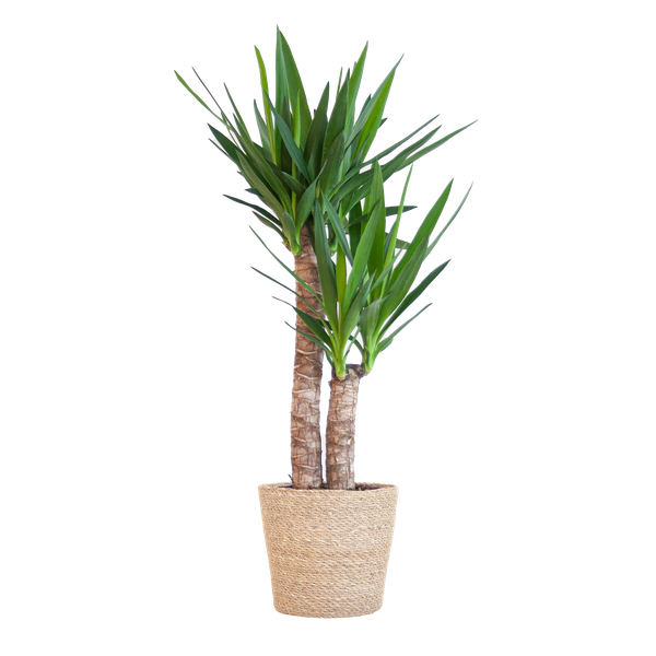 Yucca Elephantipes met Sofia mand naturel - 90cm - Ø21  BotanicBridge