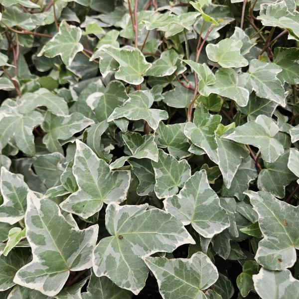 Hedera helix 'Glacier' - ↕10-25cm - Ø9cm - 12x  BotanicBridge