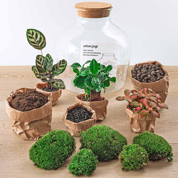 DIY terrarium - Fat Joe Coffea - ↕ 30 cm - Rake + Shovel + Tweezer  BotanicBridge