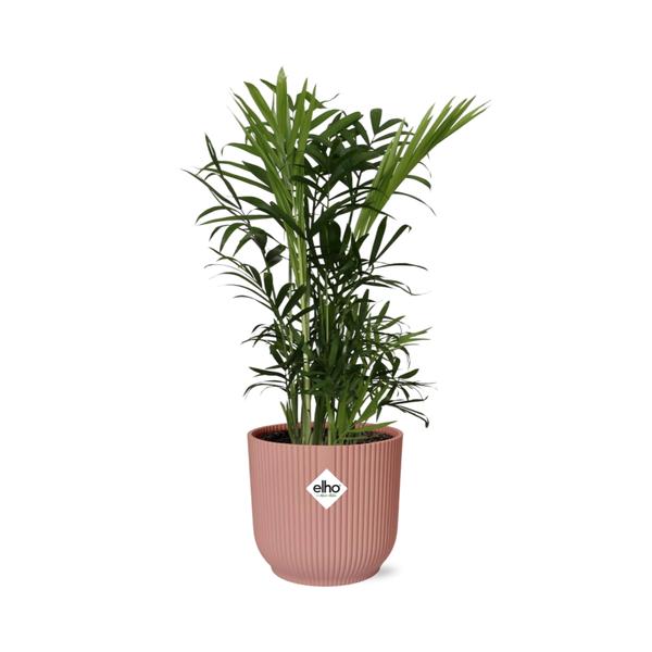 Chamaedorea Elegans in ELHO Vibes Fold 14cm roze  BotanicBridge