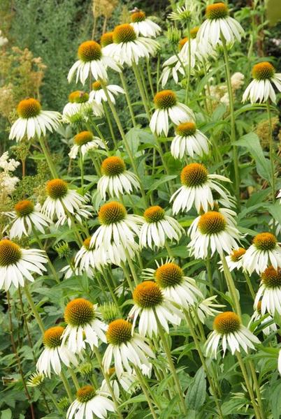 Echinacea p. 'White Swan' - ↕10-25cm - Ø9cm - 6x  BotanicBridge