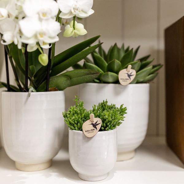 Kolibri Home | Glazed bloempot - Witte keramieken sierpot met glans - Ø12cm  BotanicBridge