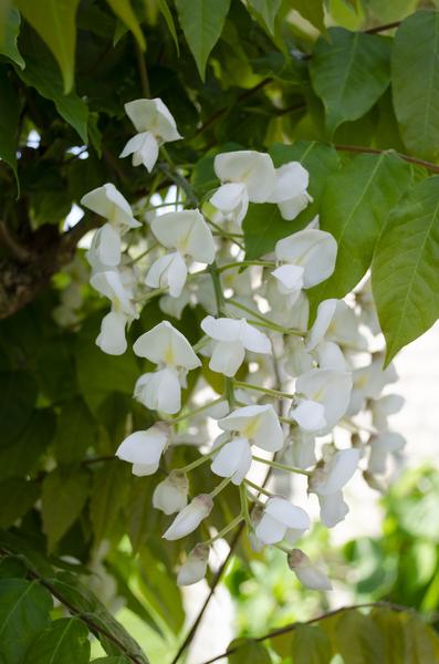 Wisteria floribunda Alba - Witte regen - Ø15cm - ↕65cm  BotanicBridge