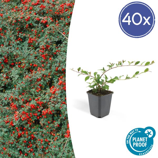 Cotoneaster dammeri - ↕10-25cm - Ø9cm - 40x  BotanicBridge