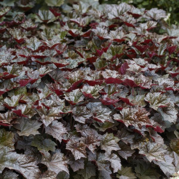 Heuchera mic. 'Palace Purple' - ↕10-25cm - Ø9cm - 20x  BotanicBridge