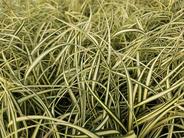 Carex oshim. 'Evergold'  - ↕10-25cm - Ø9cm - 40x  BotanicBridge