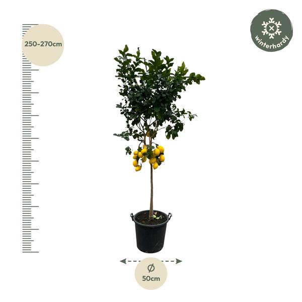 Citrus Lemon - 260 cm - Ø50cm  BotanicBridge