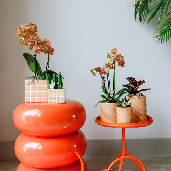 Kolibri Home | Mosa sierpot - Orange - Ø6cm  BotanicBridge