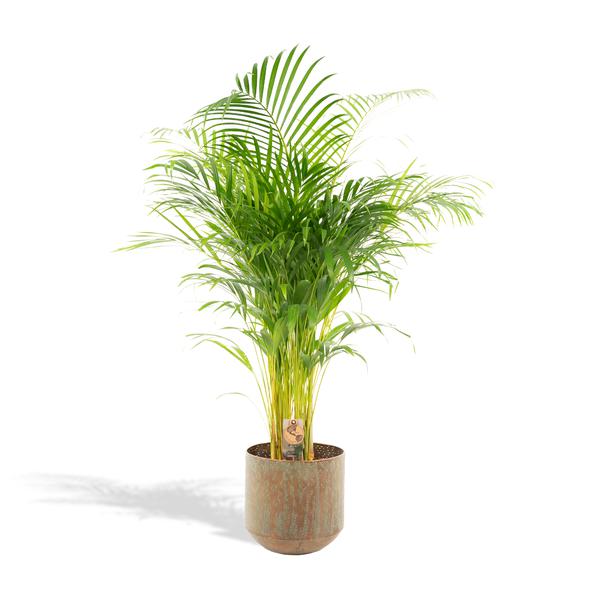 Areca palm met pot - ↨130cm - Ø24cm  BotanicBridge