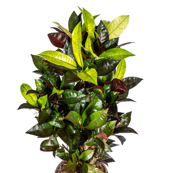 Codiaeum 'Croton' Iceton Ø21cm - ↕70-80cm  BotanicBridge