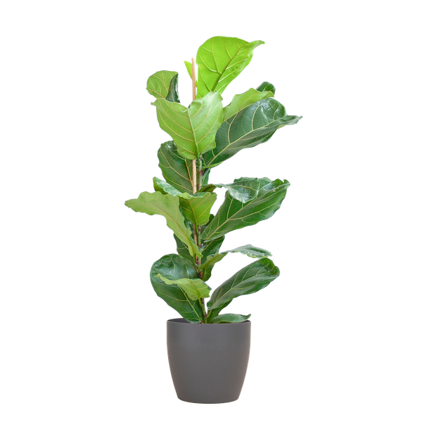 Ficus Lyrata met Viber pot grijs - 80cm - Ø21  BotanicBridge