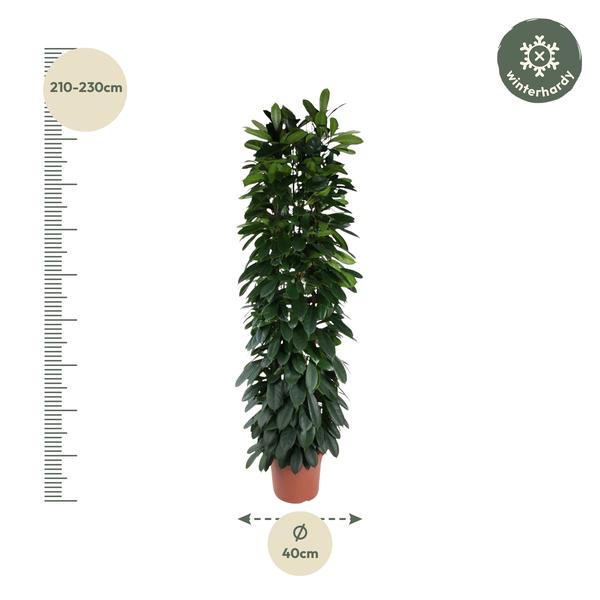 Ficus Cyatistipula zuil - 220 cm - ø40  BotanicBridge