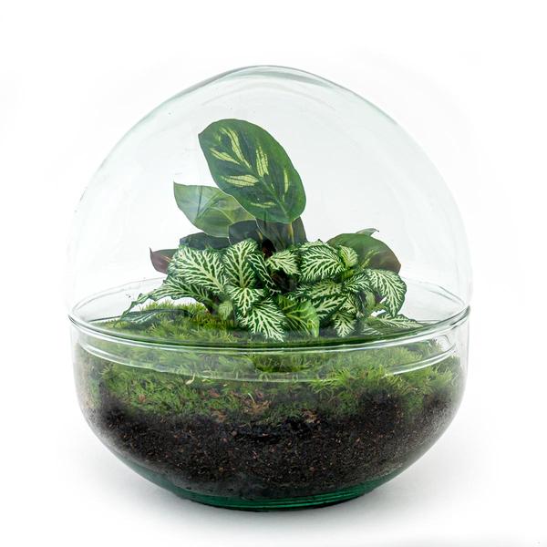 DIY terrarium - Dome - ↕ 20 cm - Normal  BotanicBridge