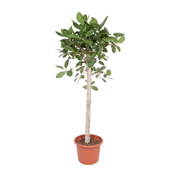 Ficus Benghalensis boom - 180 cm - ø40  BotanicBridge