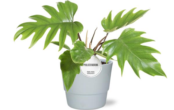 Philodendron Mayoi - Ø15cm - ↕35cm + Pot Basic D16x13,5cm - Wit  BotanicBridge