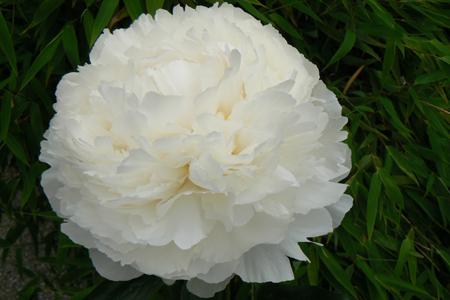 Paeonia 'Bowl of Cream' - 2x  BotanicBridge