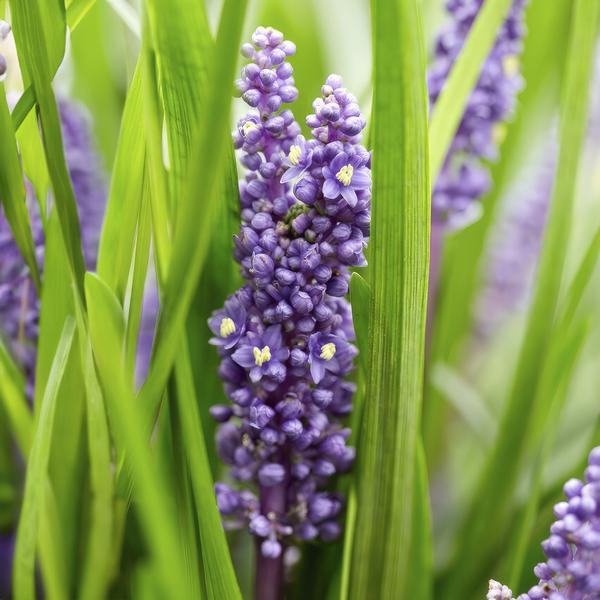 Liriope muscari 'Big Blue' - ↕10-25cm - Ø9cm - 12x  BotanicBridge