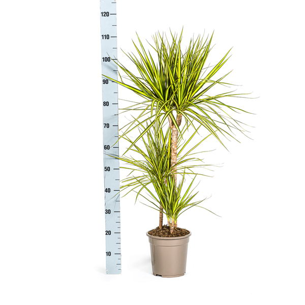 Dracaena Marginata Sunray Ø21cm - ↕100-110cm  BotanicBridge