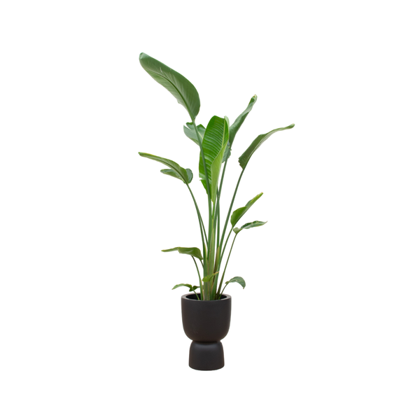 Combi deal - Strelitzia Augusta multi stam inclusief elho Pure Coupe zwart Ø35 - 210 cm  BotanicBridge