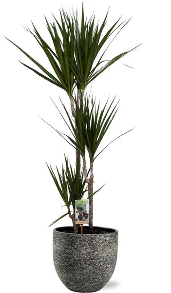 Dracaena Marginata - Ø21cm - ↕120cm + Tim Pot D24x22cm - Zwart Wit  BotanicBridge