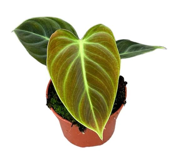 Philodendron El Choco Red - Ø10,5cm - ↕15cm  BotanicBridge