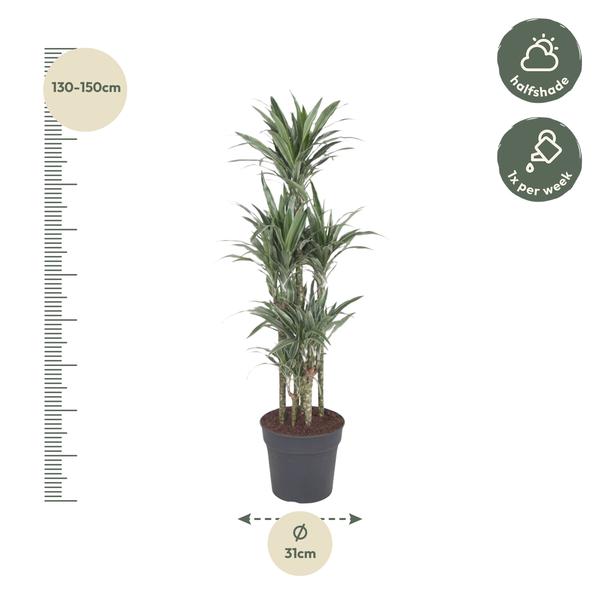 Dracaena Warneckei Carrousel - 140 cm - ø31  BotanicBridge