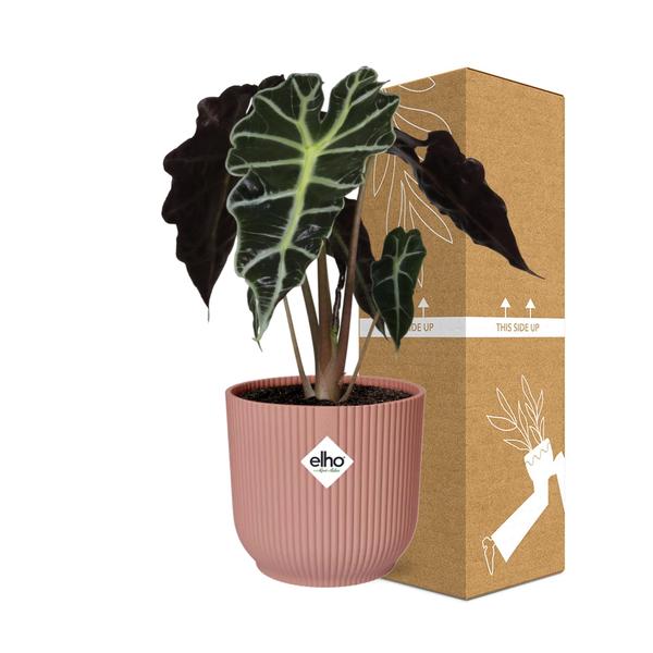 Alocasia ‘Polly’ in ELHO Vibes Fold 14cm roze  BotanicBridge