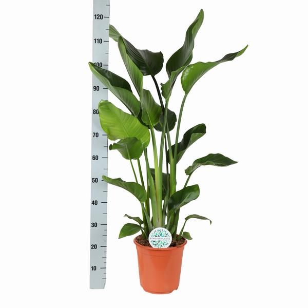 Strelitzia Nicolai Ø24cm ↕120cm in Era ANTRACIET pot  BotanicBridge