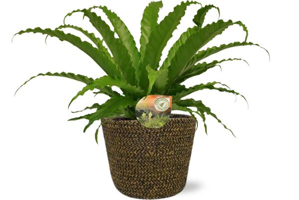 Asplenium Osaka - Ø17cm - ↕40cm + Selin Pot D18x16cm - Zwart  BotanicBridge