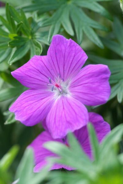 Geranium 'Tiny Monster' - ↕10-25cm - Ø9cm - 6x  BotanicBridge