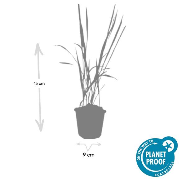 Imperata cylindrica 'Red Baron' - ↕10-25cm - Ø9cm - 12x  BotanicBridge