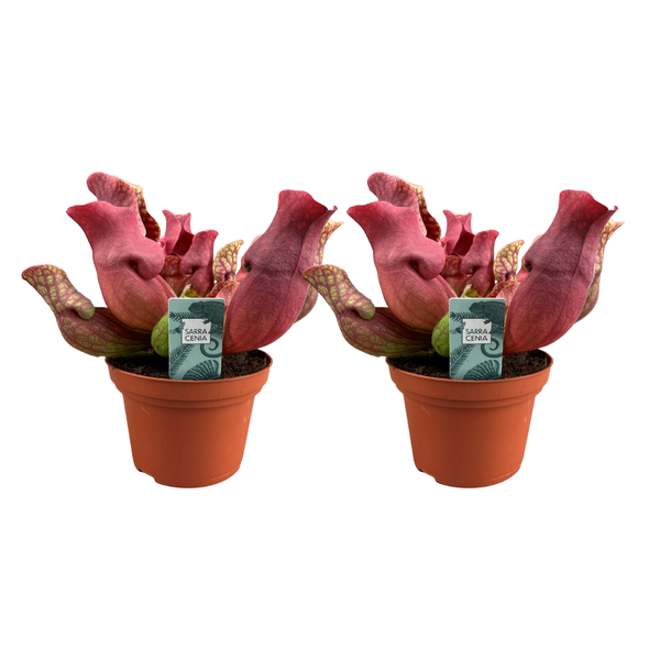 Sarracenia Maroon - 2 stuks - Ø12cm - ↕23cm  BotanicBridge