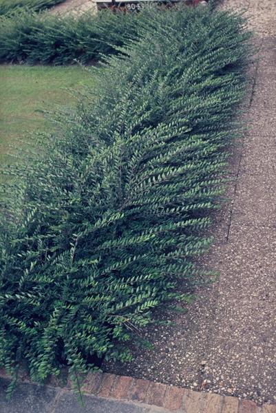 Lonicera pileata - ↕10-25cm - Ø9cm - 6x  BotanicBridge