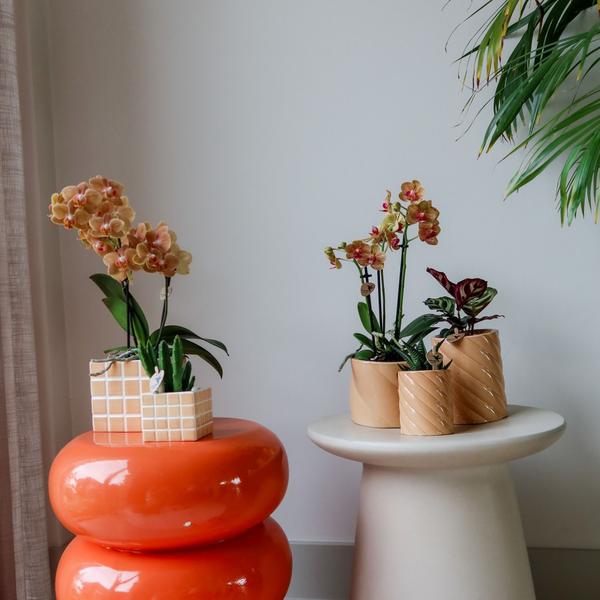 Kolibri Home | Candy sierpot - Peach - Ø9cm  BotanicBridge