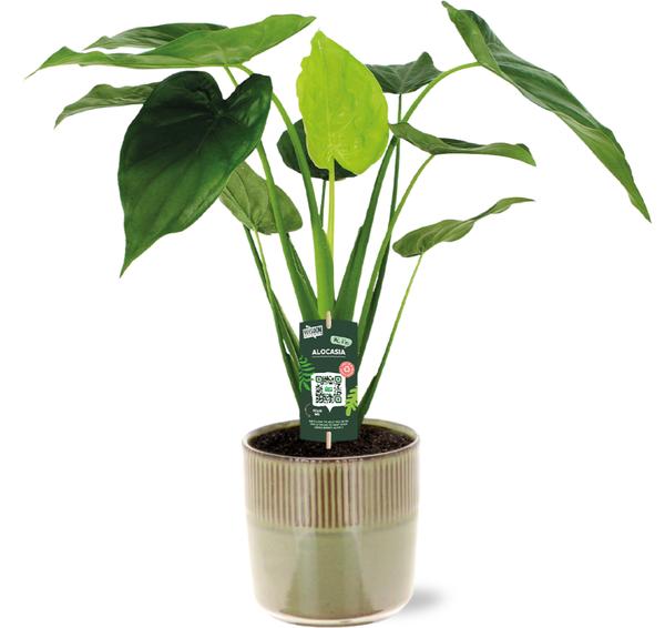 Alocasia Cucullata - Ø19cm - ↕55cm + Terni Pot D20x20cm - Groen  BotanicBridge