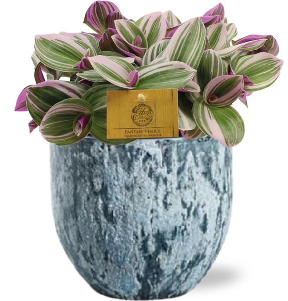 Tradescantia Nanouk - Ø15cm - ↕25cm + Sem Pot D16x14cm - Blauw  BotanicBridge