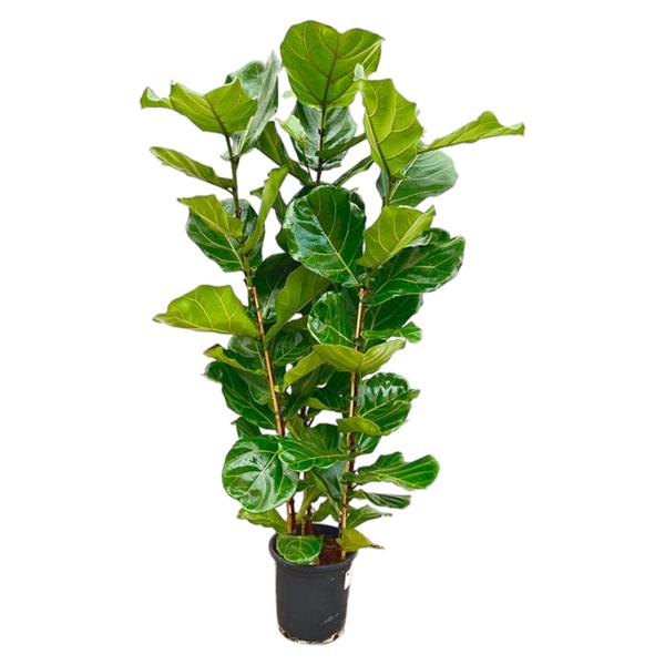 Ficus Lyrata struik - 160 cm - Ø30  BotanicBridge