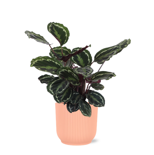 Calathea Medaillon Ø21cm - ↕70cm in Vibes ROZE  BotanicBridge