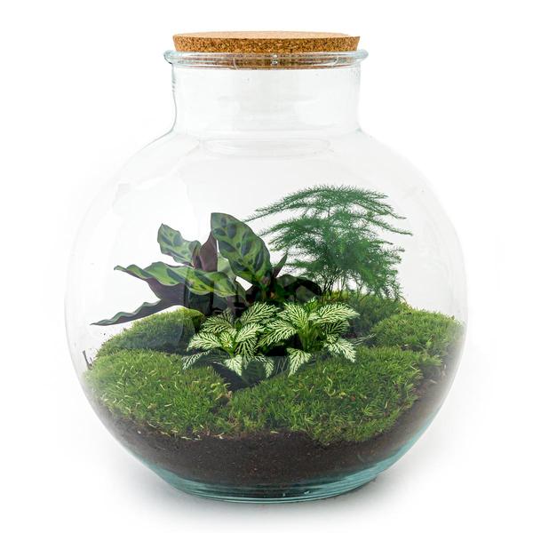 DIY terrarium - Bolder Bob - ↕ 30 cm - Normal  BotanicBridge