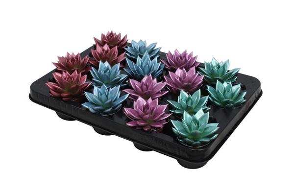 Echeveria Coloured Metallic Mix - 16 stuks - Ø6cm - ↕8cm  BotanicBridge