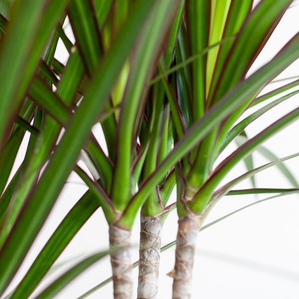 Dracaena Marginata met naturel mand - 95cm - Ø21  BotanicBridge