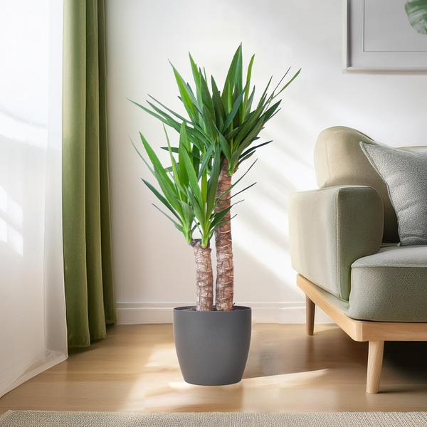 Yucca Elephantipes met Viber zwart - 90cm - Ø21  BotanicBridge