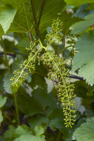 Vitis vinifera 'Johanniter' - Witte Druif - Ø13cm - ↕45cm  BotanicBridge