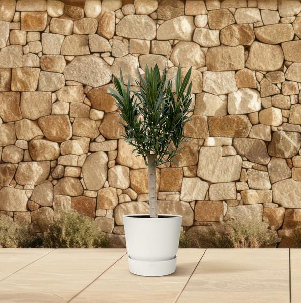 Nerium Oleander op stam met witte bloem - 110cm - Ø22  BotanicBridge