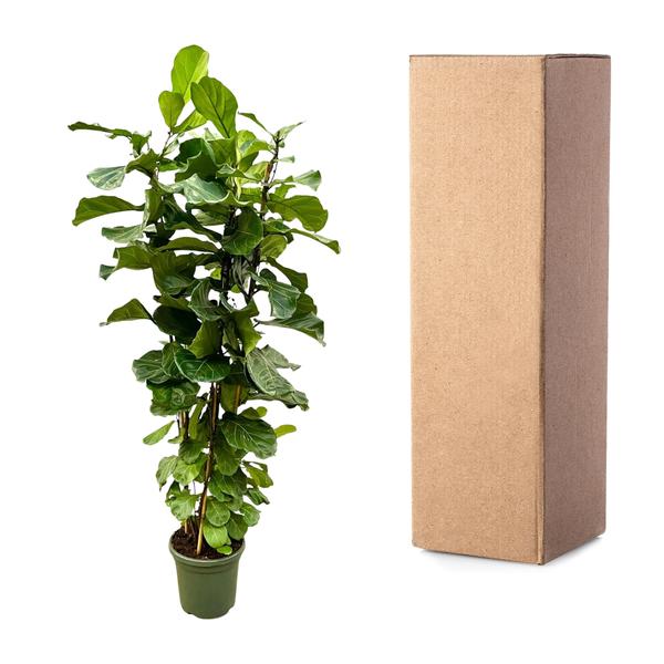 Ficus Lyrata struik XL - 200cm - ø40  BotanicBridge