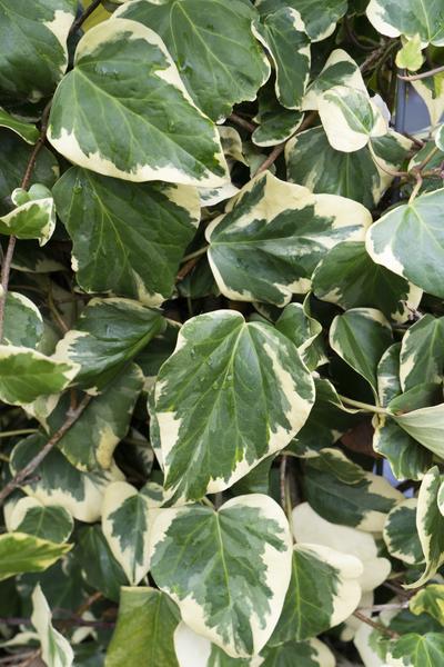 Hedera colchica 'Dentata Variegata' - Ø15cm - ↕65cm  BotanicBridge