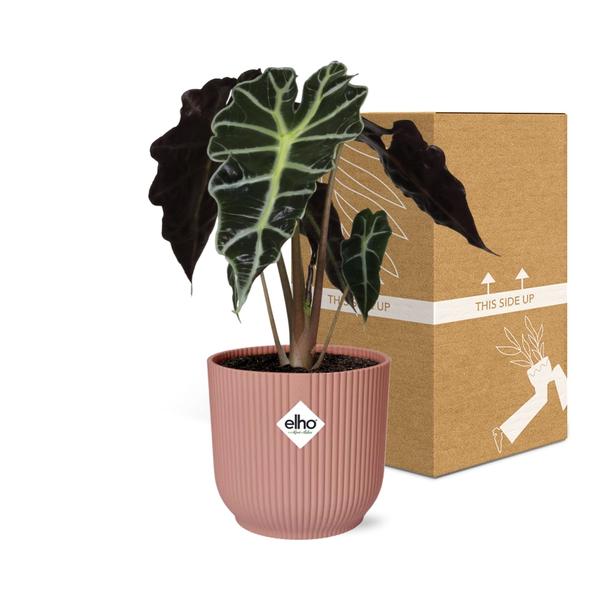 Alocasia ‘Polly’ in ELHO Vibes Fold 14cm roze  BotanicBridge